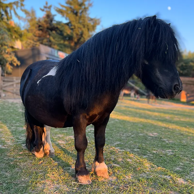 Konik